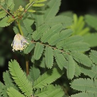 Desmanthus virgatus (L.) Willd.